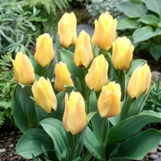 Tulipan Mieke Telkamp - GIGA paczka! - 250 szt.