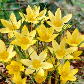 Krokus Saturnus - GIGA paczka! - 500 szt.