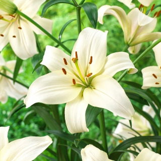 Lilia - Pearl White - GIGA paczka! - 50 szt.