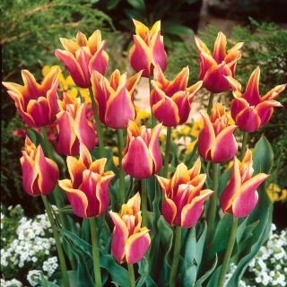 Tulipan Sonnet - 5 szt.