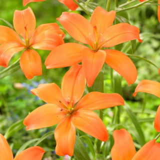 Lilia - Mandarin Star - bezpyłkowa, idealna do wazonu!