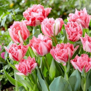 Tulipan Crispion Sweet - 5 szt.
