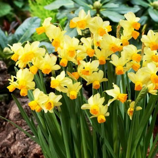 Narcyz Spring Sunshine - duża paczka! - 50 szt.