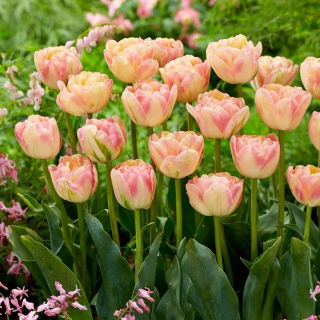 Tulipan Creme Upstar - 5 szt.