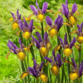 Irys holenderski - Picasso - 10 szt.