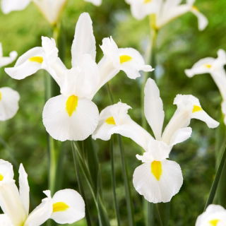 Irys holenderski - White Magic - 10 szt.