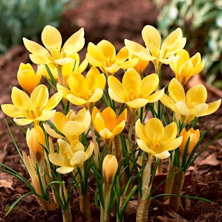 Krokus Romance - GIGA paczka! - 500 szt.