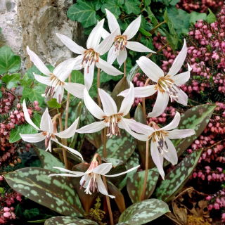 Psiząb Snow Flake - GIGA paczka! - 50 szt.