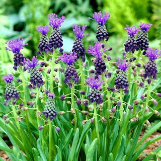 Szafirek miękkolistny - Muscari Comosum - GIGA paczka! - 250 szt.
