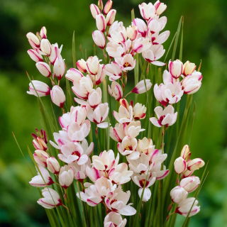 Ixia - Iksja Spotlight - GIGA paczka! - 1250 szt.