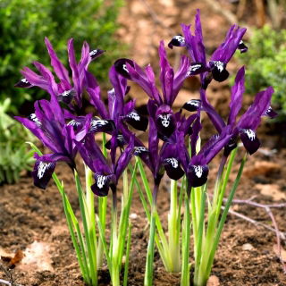 Irys botaniczny - Pauline - GIGA paczka! - 500 szt.
