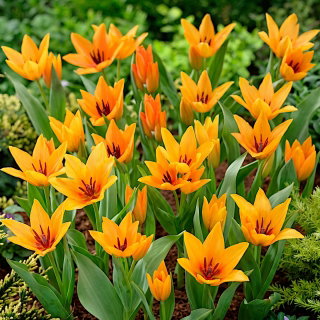 Tulipan Praestans Shogun - GIGA paczka! - 250 szt.