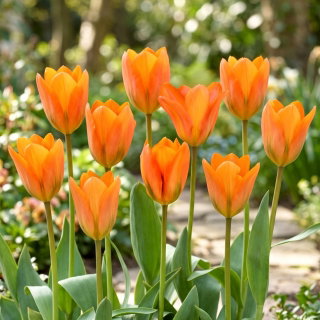 Tulipan Orange Emperor - GIGA paczka! - 250 szt.