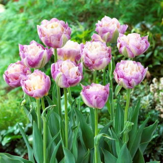 Tulipan Sweet Desire - 5 szt.