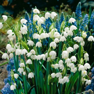 Śnieżyca letnia Gravetye Giant - GIGA paczka! - 250 szt.