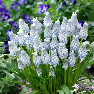 Szafirek Muscari Peppermint - GIGA paczka! - 500 szt.