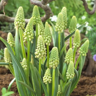 Szafirek zielony - Muscari Bellevalia Green Pearl - GIGA paczka! - 250 szt.