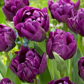 Tulipan Negrita Double - GIGA paczka! - 250 szt.