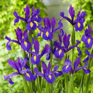 Irys holenderski - Discovery Purple - GIGA paczka! - 500 szt.