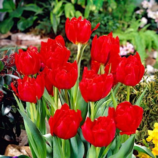 Tulipan Abba - GIGA paczka! - 250 szt.