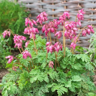 Serduszka okazałe różowe - Luxuriant - GIGA paczka! - 50 szt.