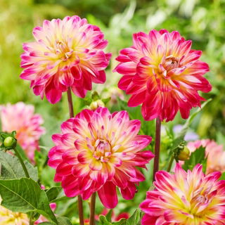 Dalia - Double Shine - GIGA paczka! - 50 szt.