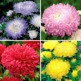 Aster peoniowy - zestaw 4 odmian nasion kwiatów