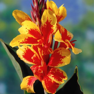 Kanna żółto-czerwona - Yellow-Red - GIGA paczka! - 50 szt.