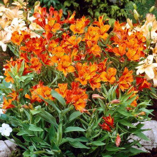 Alstremeria - Alstroemeria Orange King - duża paczka! - 10 szt.