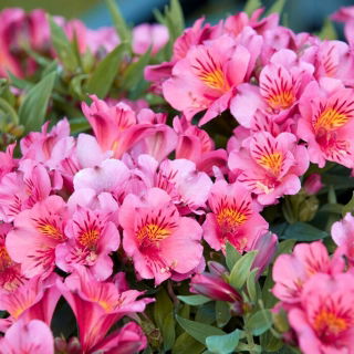 Alstremeria - Alstroemeria Roze - GIGA paczka! - 50 szt.