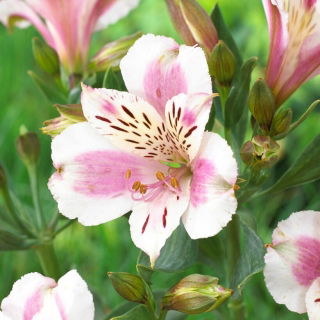 Alstremeria - Alstroemeria Majestic Fougere - GIGA paczka! - 50 szt.