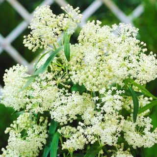 Trojeść krwista - Ice Ballet - sadzonka - GIGA paczka! - 50 szt.