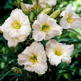 Liliowiec Longfields Beauty - GIGA paczka! - 50 szt.