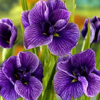 Irys japoński ensata, Kosaciec - Katy Mendez - GIGA paczka! - 50 szt.