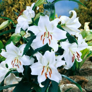 Lilia orientalna - Casa Blanca