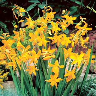 Krokosmia Suzanna - cebulki XXL - 5 szt.