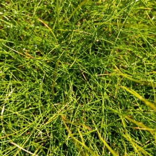 Kostrzewa łąkowa Patra - 5 kg