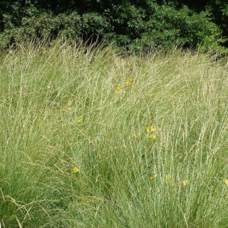 Kostrzewa szczeciniasta Dumas I - 5 kg