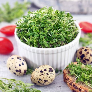 Rzeżucha - nasiona na kiełki z małą kiełkownicą - 2250 nasion
