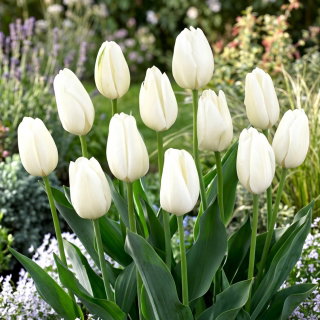 Tulipan Hakuun - duża paczka! - 50 szt.