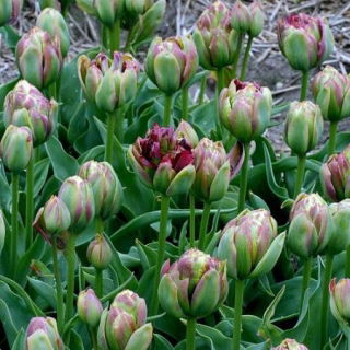 Tulipan Boa Vista - GIGA paczka! - 250 szt.