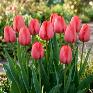Tulipan Niigata - GIGA paczka! - 250 szt.