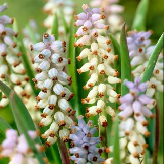 Szafirek Muscarimi - duża paczka! - 50 szt.