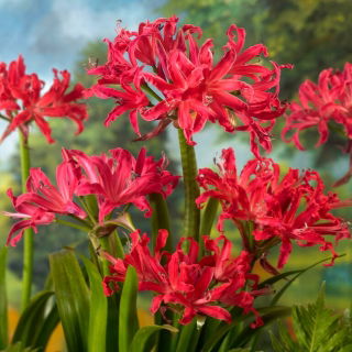 Nerine Pearls of Cherry - duża paczka! - 10 szt.