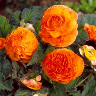 Begonia pełna - miedziana - GIGA paczka! - 100 szt.