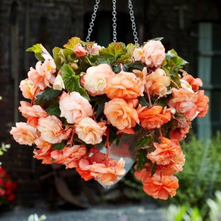 Begonia zwisająca - Splendide Apricot - duża paczka! - 20 szt.