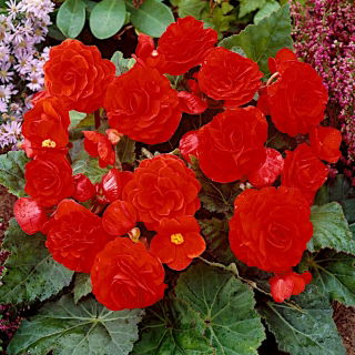 Begonia wielokwiatowa - Multiflora Maxima - czerwona - GIGA paczka! - 100 szt.