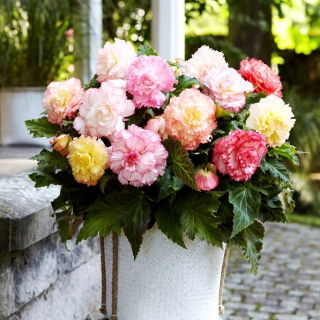 Begonia Samba mix - GIGA paczka! - 100 szt.