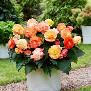 Begonia Superba Bolero - GIGA paczka! - 100 szt.