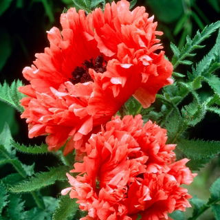 Mak wschodni - Garden Glory - GIGA paczka! - 50 szt.